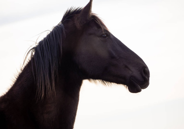 白の背景に分離された茶色のスペイン馬の肖像 - 写真・画像