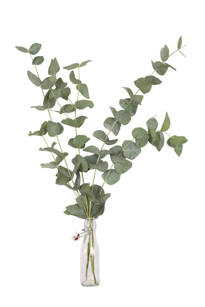 ramo de eucalipto cinerea, dólar de plata, ramitas y ramas en botella de vidrio oscilante superior, aislado sobre fondo blanco
 - Foto, imagen
