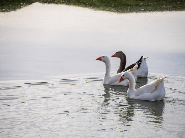 Famiglia di tre oche che nuotano insieme in un lago
 - Foto, immagini