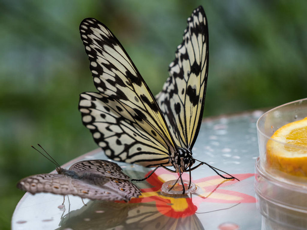 Drzewo nimfa motyl lub papier ryżowy motyl, leuconoe pomysł na kwiaty - Zdjęcie, obraz