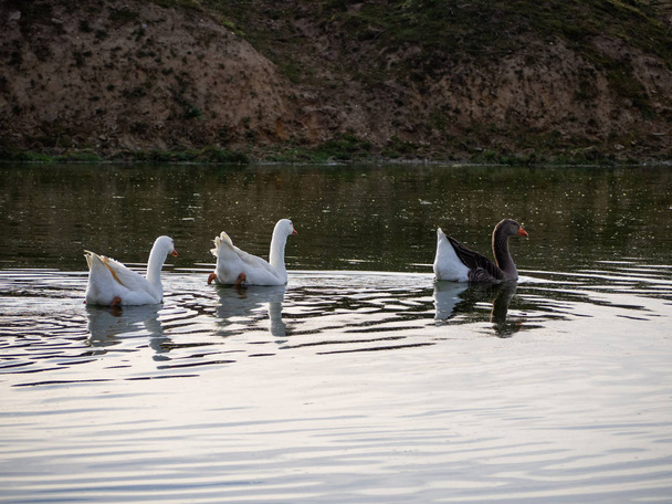 Familie van drie ganzen samen zwemmen in een meer - Foto, afbeelding