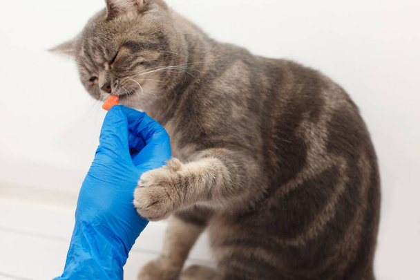 Roztomilé kotě dostat prášek z veterinářů v modré rukavice předat světlé pozadí - Fotografie, Obrázek