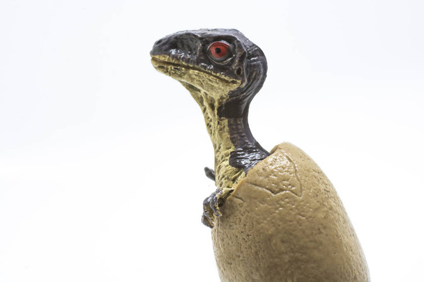 Baby velociraptor coming out of the egg isolated on white background - Photo, Image