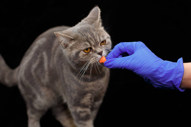 Lindo gatito conseguir una píldora de veterinarios mano en guantes azules sobre fondo negro
 - Foto, imagen