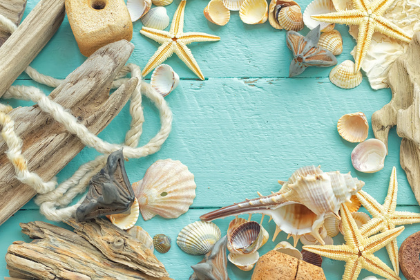 Sea shells - Фото, зображення