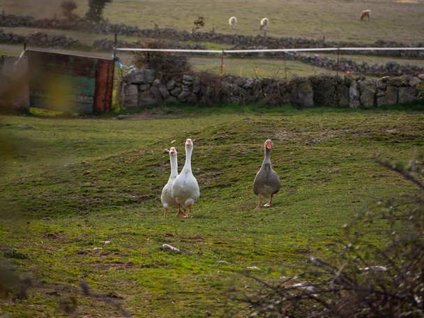 Família de três gansos juntos em um prado
 - Foto, Imagem