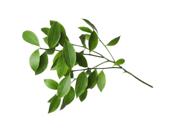 Branch of tropical citrus plant with leaves isolated on white - Φωτογραφία, εικόνα