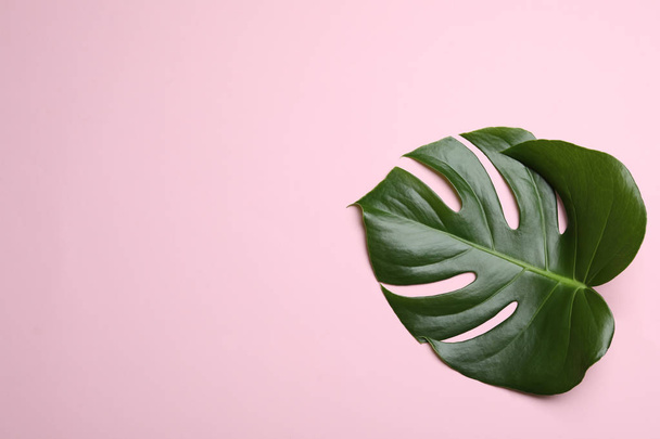 Leaf of tropical monstera plant on color background, top view with space for text - 写真・画像
