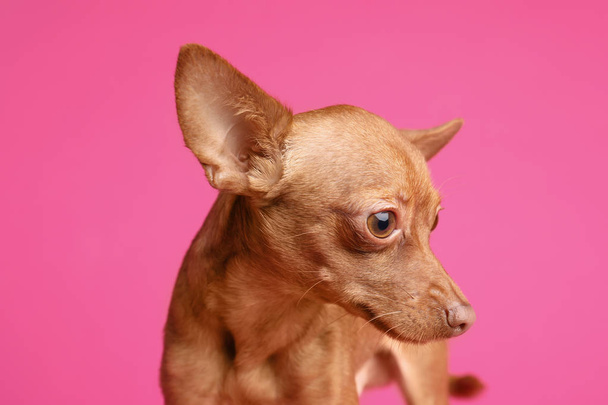 Cute toy terrier on color background. Domestic dog - Фото, зображення