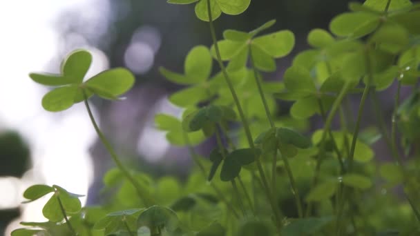 zöld lóhere mező zöld szerencsés háttér - Felvétel, videó