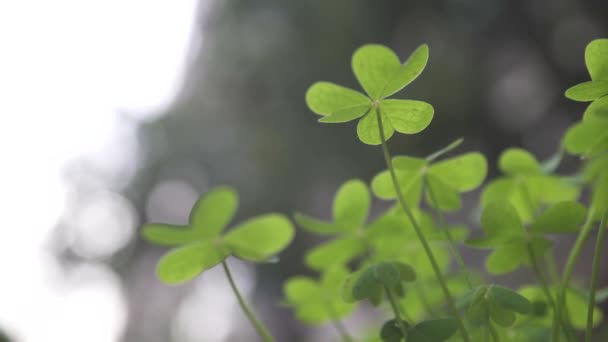 zelený jetel štěstí pozadí pole zelené - Záběry, video