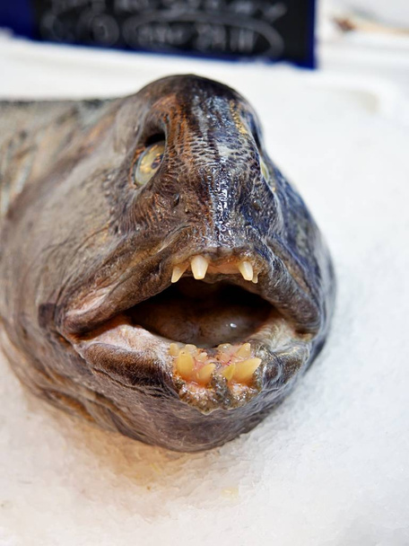 Ατλαντικός λύκος, γνωστός και ως σούλολφ, γατόψαρο Ατλαντικού, γατόψαρο ωκεανού, διαβολάκι, Χέλι λύκου, άσχημο ψάρι στο σουπερμάρκετ - Φωτογραφία, εικόνα