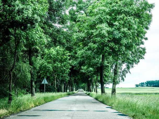 Country road running through green nature tree alley. - Photo, Image
