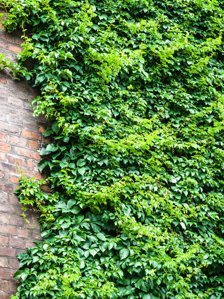 両側にツタとレンガの壁のクローズアップ、古いテクスチャレンガの壁に緑の植物、背景、ツタで覆われた詳細なパターン, - 写真・画像