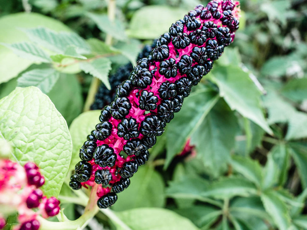 Phytolacca americana, American pokeweed, simply pokeweed, herbaceous perennial plant Phytolaccaceae growing up. It is native to the eastern United States and has significant toxicity. - Photo, Image