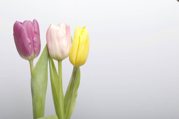 Spring flowers. A bouquet of tulips of different colors on a white background. - Fotó, kép
