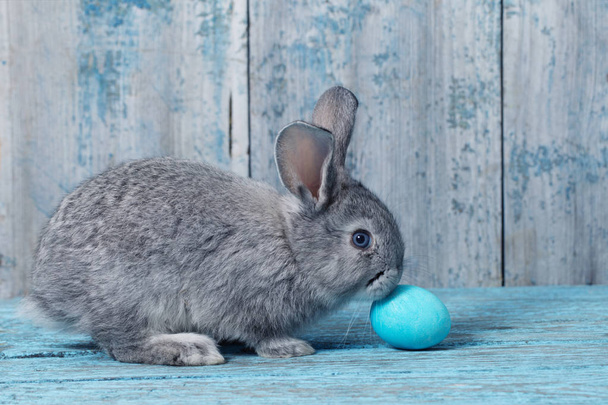 Easter egg with bunny on blue old wooden background - Photo, image