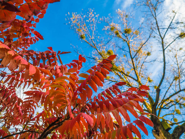 Sbírka nádherných barevných podzimních listů/zelených, žlutých, oranžových, červených ve venkovním parku, Park světélkujících barevných barev, červený s padajícími listy, slunce zářilo stromy. - Fotografie, Obrázek