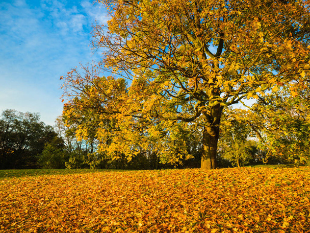 Coleção de belas folhas de outono coloridas / verde, amarelo, laranja, vermelho no parque ao ar livre, um parque de cores outonais luminosas, Cena dourada com folhas caindo, o sol brilhando através das árvores
. - Foto, Imagem