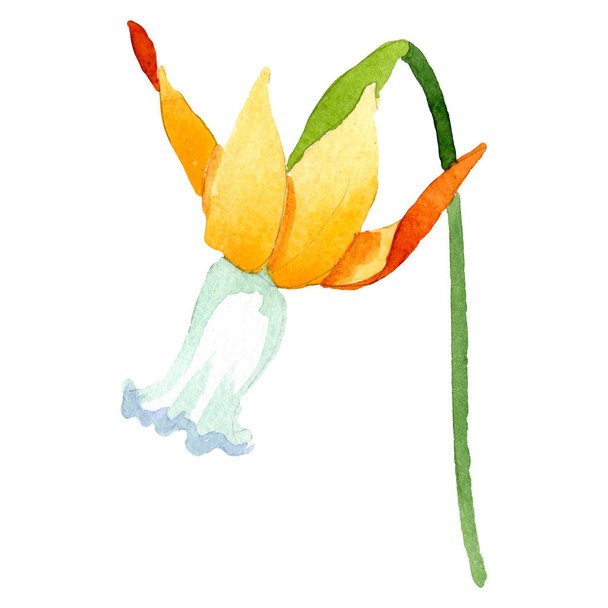 Keltainen narsissi kukka kasvitieteellinen kukka. Vesiväri tausta asettaa. Erillinen Narcissus-havainnollistamiselementti
. - Valokuva, kuva