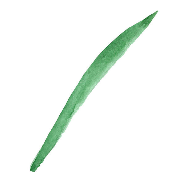 Narcissuc green leaf. Floral botanical flower. Watercolor background set. Isolated leaf illustration element. - Valokuva, kuva