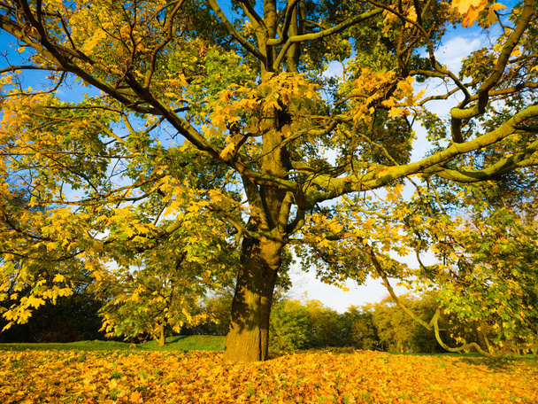 Sbírka nádherných barevných podzimních listů/zelených, žlutých, oranžových, červených ve venkovním parku, Park světélkujících barevných barev, zlatá scéna s padajícími listy, slunce svítilo skrz stromy. - Fotografie, Obrázek