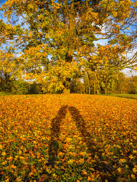 Een mooi paar zoenen met liefde, mooie kleurrijke herfstbladeren/groen, geel, oranje, een park van lichtgevende herfstkleuren, gouden scène met vallende bladeren, de zon schijnt door de bomen. - Foto, afbeelding