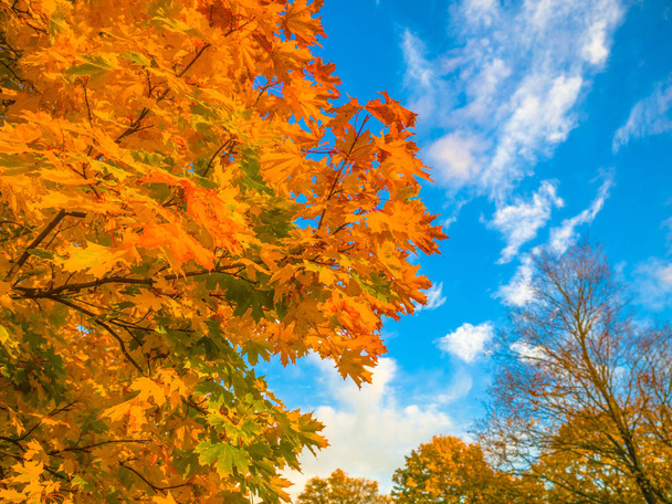 Sbírka nádherných barevných podzimních listů/zelených, žlutých, oranžových, červených ve venkovním parku, Park světélkujících barevných barev, zlatá scéna s padajícími listy, slunce svítilo skrz stromy. - Fotografie, Obrázek