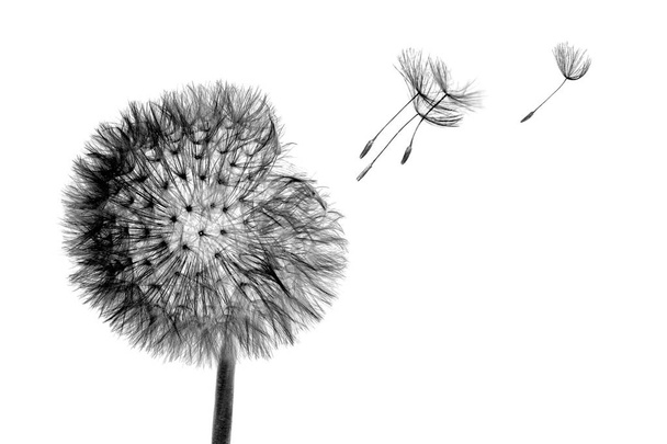 Valkoinen kukinta pää Voikukka kukka lentävät siemenet tuulessa isol
 - Valokuva, kuva