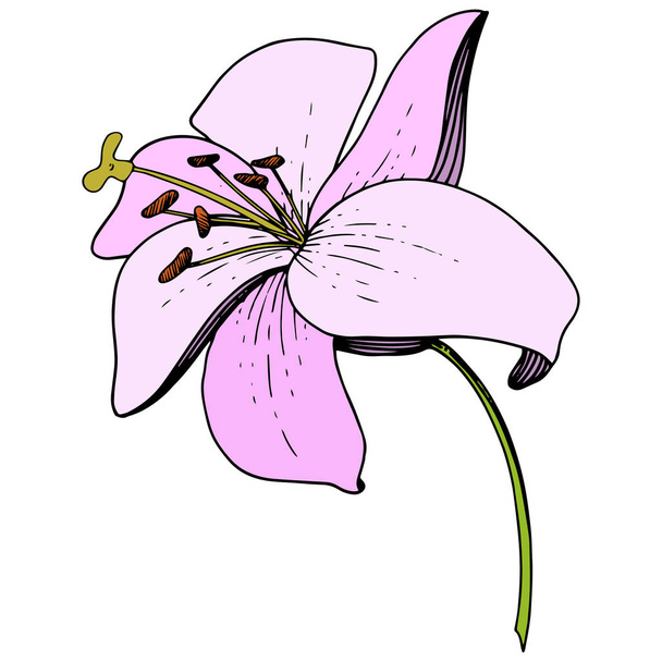 Vector Pink Lily floral botanical flower. Engraved ink art. Isolated lilies illustration element on white background. - Vector, Image