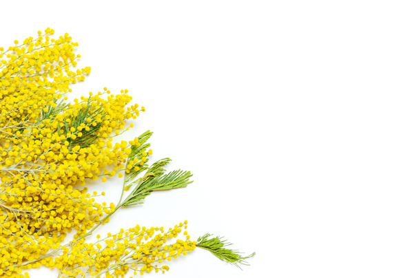 Gele bloemen van de Mimosa witte achtergrond bovenop plat lag kopie space bekijken. Lente zachte samenstelling, concept van de lente seizoen, symbool van 8 maart, dag van de gelukkige vrouw. Bloem achtergrond, Pasen decoratie. - Foto, afbeelding