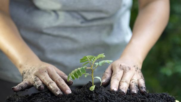 Close up, vrouw hand aanplant jonge boom.  - Foto, afbeelding