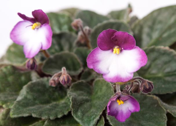 La hierba de salón - las flores violetas de la viola
 - Foto, Imagen