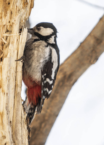 Kızıl başlı ağaçkakan kuş portre - Fotoğraf, Görsel