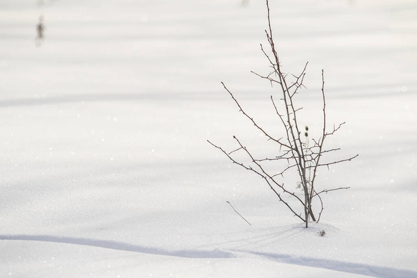 Θάμνος ξερά χόρτα από κάτω από το χιόνι, χιόνι τοπίο το χειμώνα. - Φωτογραφία, εικόνα