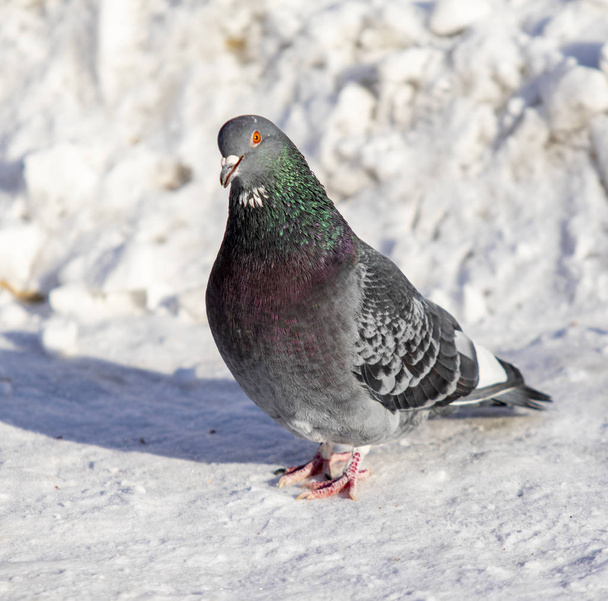 winter pigeon in the snow close up - Fotoğraf, Görsel