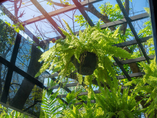 serada asılı siyah tencerede yeşil fern bitki - Fotoğraf, Görsel