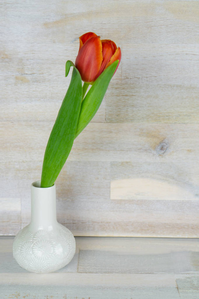 Tulipán rojo en un jarrón blanco, fondo de madera con espacio para copiar
 - Foto, imagen