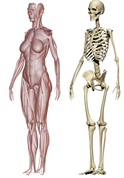 Muscles and skeleton woman - Photo, Image