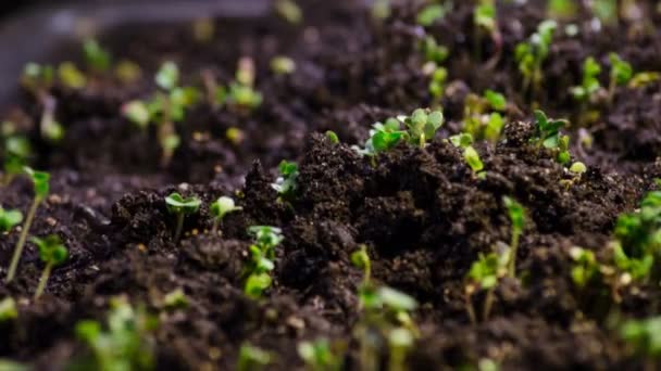 A seedling growing from the dirt time lapse video. Microgreens healthy food with vitamins. - Footage, Video