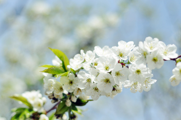 Sweet cherry tree in blossom - Foto, Imagen