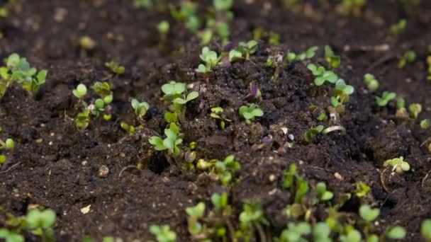 A seedling growing from the dirt time lapse video. Microgreens healthy food with vitamins. - Video, Çekim