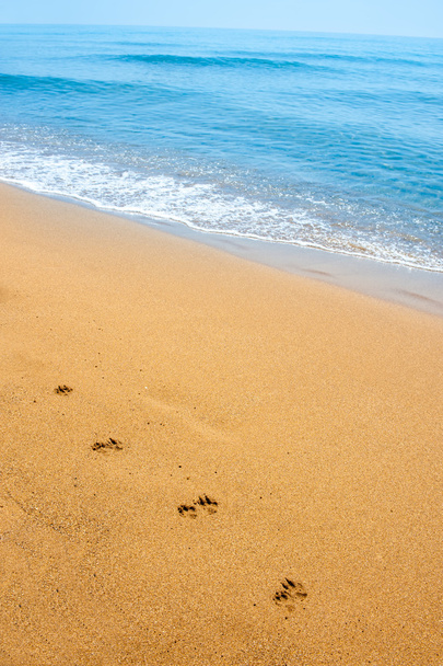 απομονωμένες σκυλί χνάρια στην άμμο κατά μήκος της ακτής σε τροπική παραλία - Φωτογραφία, εικόνα