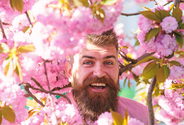 Hipster in pink shirt near branch of sakura. Man with beard and mustache on smiling face near sakura flowers. Bearded man with stylish haircut with flowers on background, close up. Perfumery concept - Foto, Bild