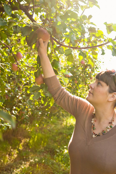 Woman Picking An Apple From A Tree - Φωτογραφία, εικόνα
