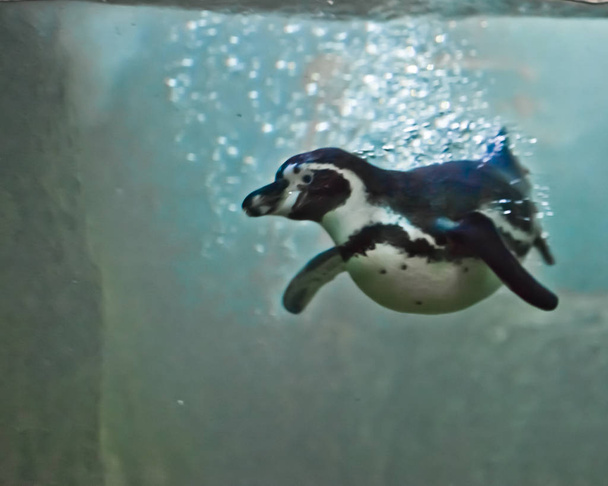 penguin swims in green water (, falls into the water in a cloud  - Фото, изображение