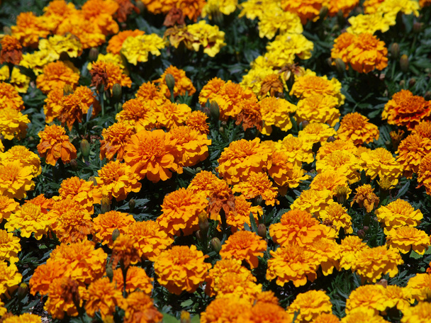 Yellow Flowers - Photo, Image