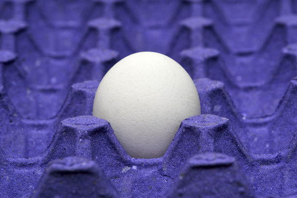 Single Chicken egg in paper tray - Photo, Image