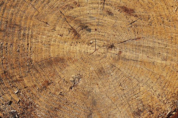 cut of a tree. - Фото, изображение