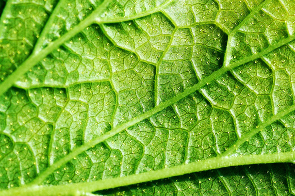 zavřít zelenou listovou texturu - Fotografie, Obrázek